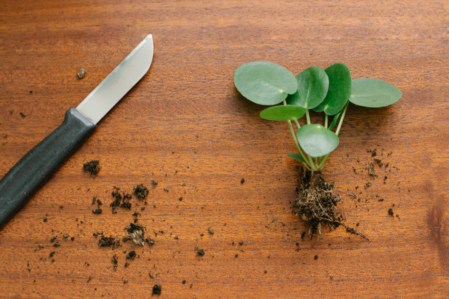 Pannenkoekplant stekken